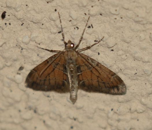 Thera obeliscata  - Thomas Lux