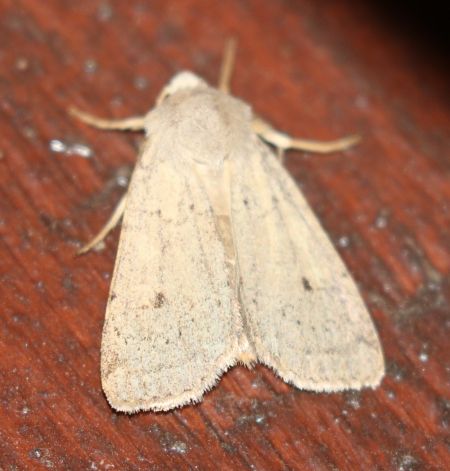 Xestia castanea  - Thomas Lux