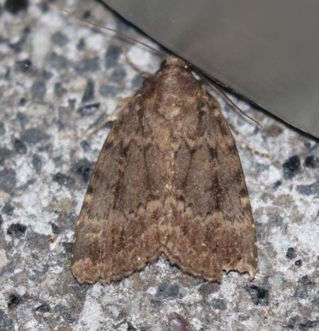 Amphipyra berbera  - Thomas Lux