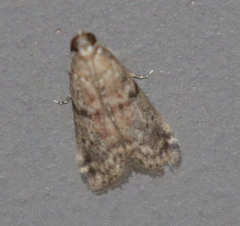 Phycitinae indéterminé  - Thomas Lux