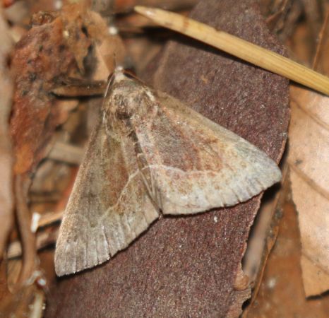 Hypena crassalis  - Thomas Lux