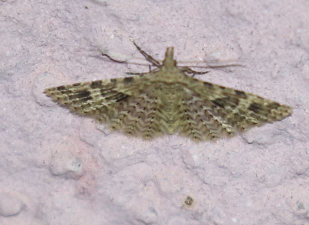 Alucita hexadactyla  - Thomas Lux