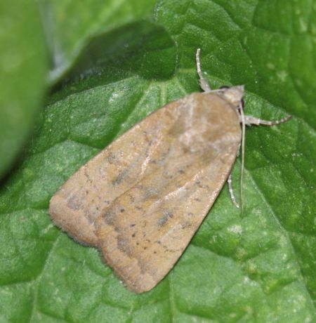 Noctua interjecta  - Thomas Lux