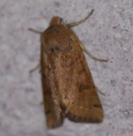Agrochola lunosa  - Thomas Lux
