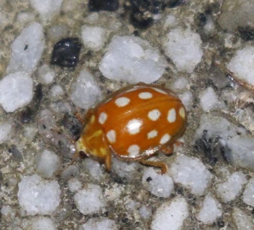 Halyzia sedecimguttata  - Thomas Lux