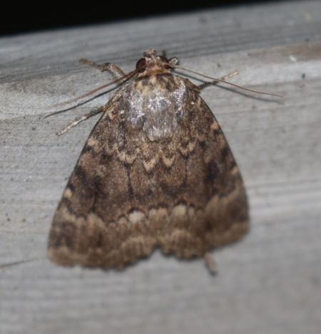 Amphipyra berbera  - Thomas Lux