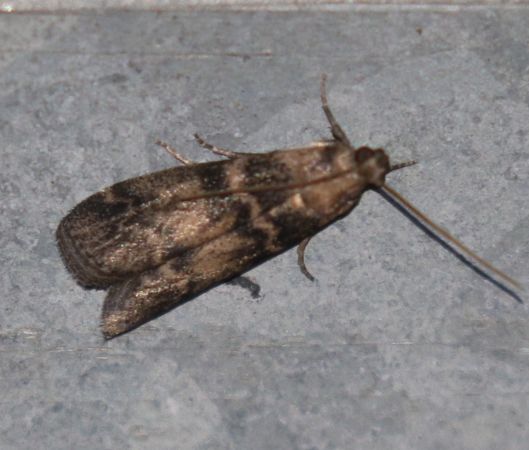 Euzophera pinguis  - Thomas Lux
