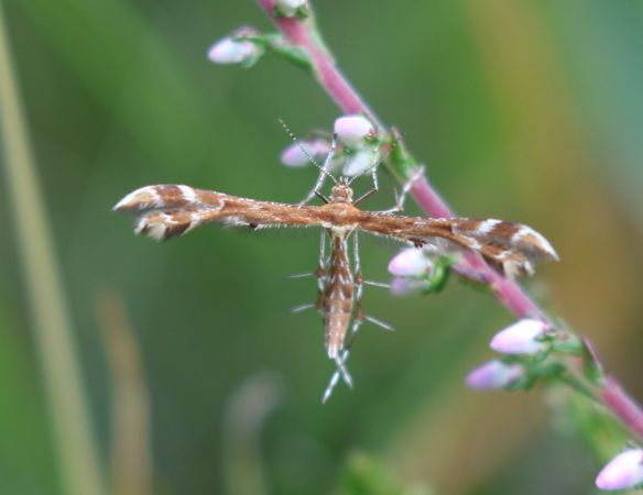 Crombrugghia distans  - Thomas Lux