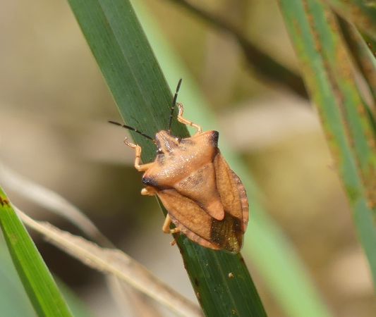 Carpocoris fuscispinus 