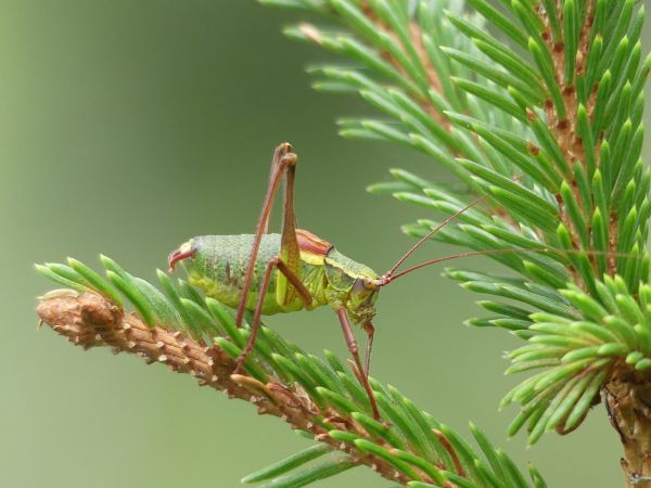 Barbitiste des bois 