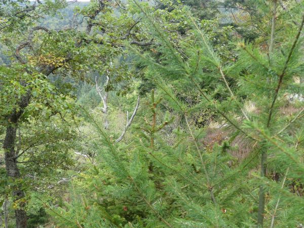 Barbitiste des bois 
