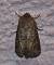 Luperina testacea  - Thomas Lux