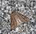 Luperina testacea  - Thomas Lux