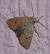 Agrochola laevis  - Thomas Lux