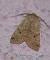 Agrochola laevis  - Thomas Lux