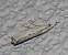 Agriphila geniculea  - Thomas Lux