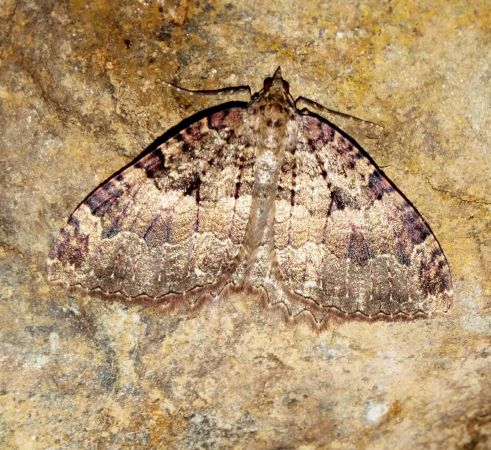 Triphosa dubitata  - Thomas Lux