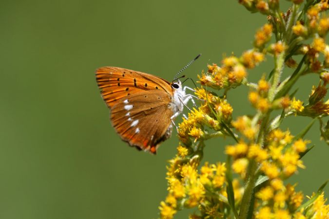 Cuivré de la verge d'or  - Thomas Lux