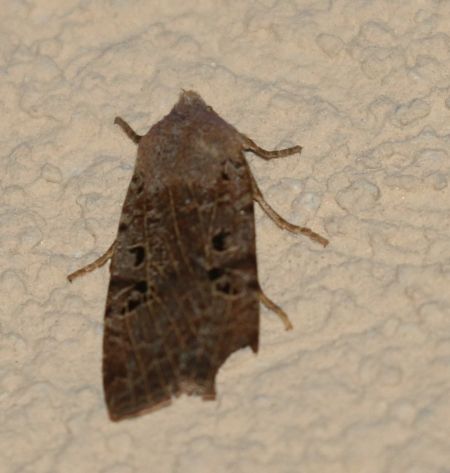 Conistra rubiginosa  - Thomas Lux