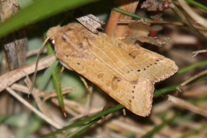 Agrochola lunosa  - Thomas Lux