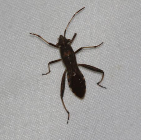 Camptopus lateralis  - Thomas Lux