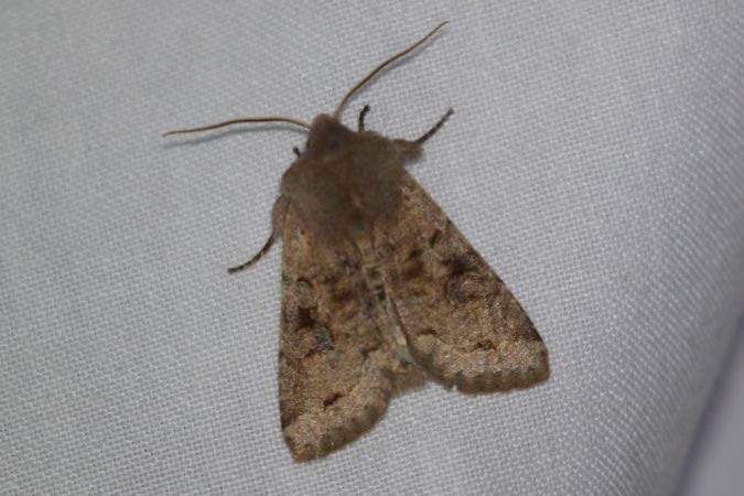 Orthosia incerta  - Thomas Lux