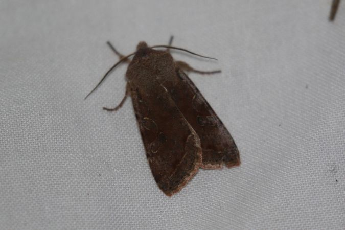 Orthosia incerta  - Thomas Lux