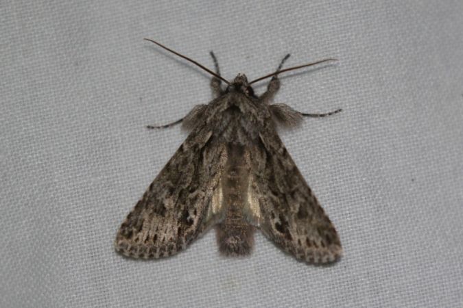 Xylocampa areola  - Thomas Lux