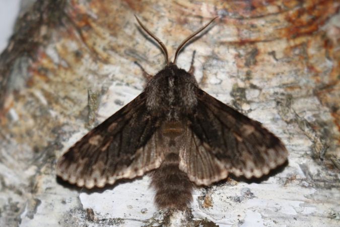 Brachionycha nubeculosa  - Thomas Lux