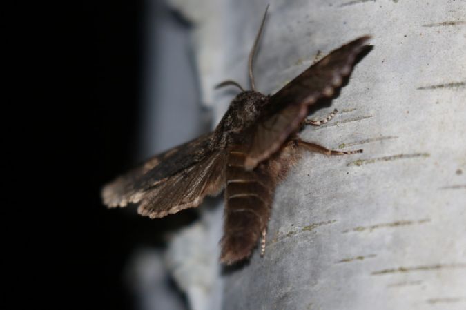 Brachionycha nubeculosa  - Thomas Lux