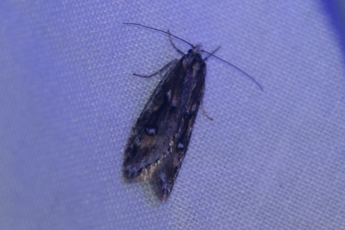 Semioscopis oculella  - Thomas Lux