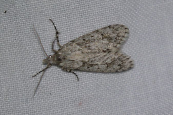 Diurnea fagella  - Thomas Lux