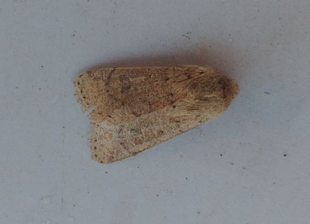 Orthosia cruda 