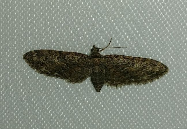 Eupithecia abbreviata 