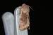 Orthosia incerta  - Thomas Lux