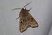 Orthosia incerta  - Thomas Lux