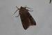 Orthosia incerta  - Thomas Lux
