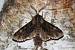 Brachionycha nubeculosa  - Thomas Lux