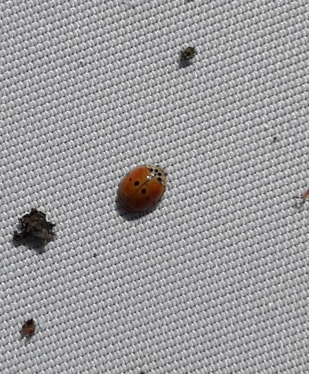 Coccinelle à dix points  - Sylvain Lethuillier