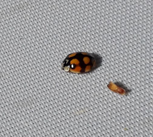 Coccinelle à dix points  - Sylvain Lethuillier