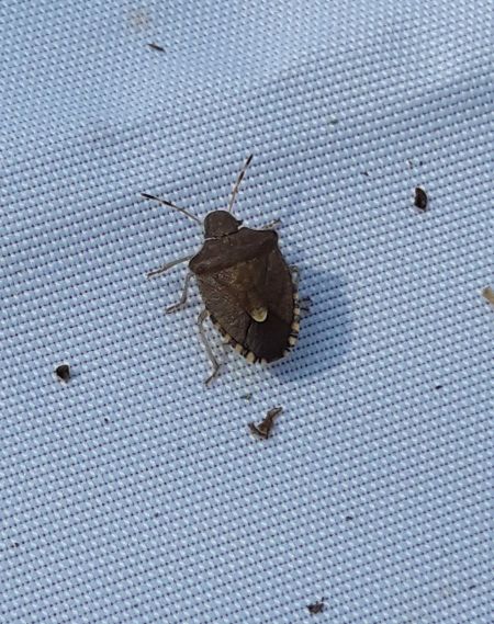 Peribalus strictus vernalis  - Sylvain Lethuillier