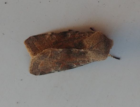 Orthosia incerta 