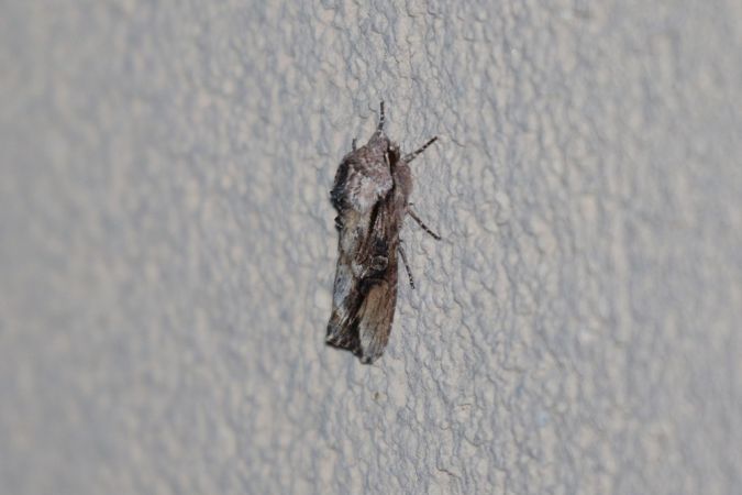 Egira conspicillaris  - Thomas Lux