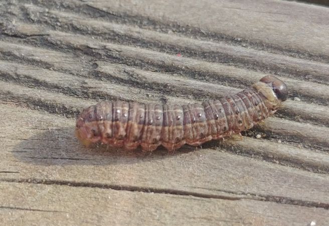 Agrochola lunosa 