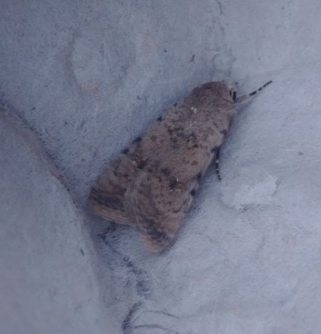 Caradrina clavipalpis 