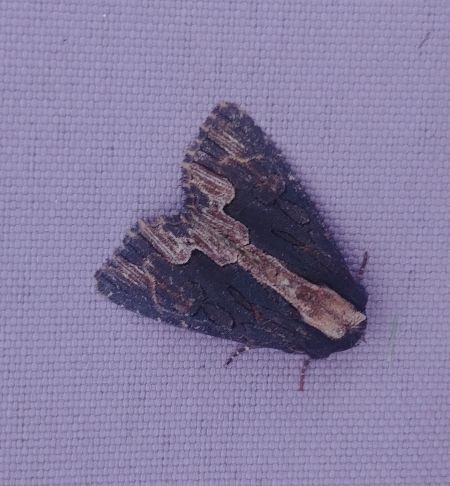 Dypterygia scabriuscula 