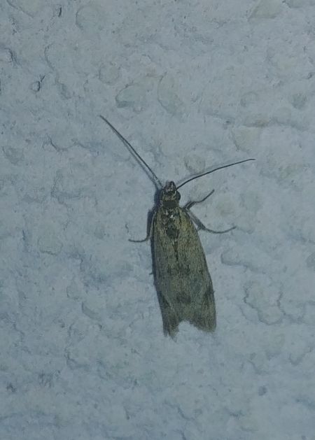 Homoeosoma sinuella 