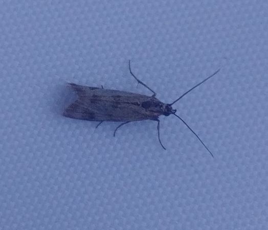 Homoeosoma sinuella 