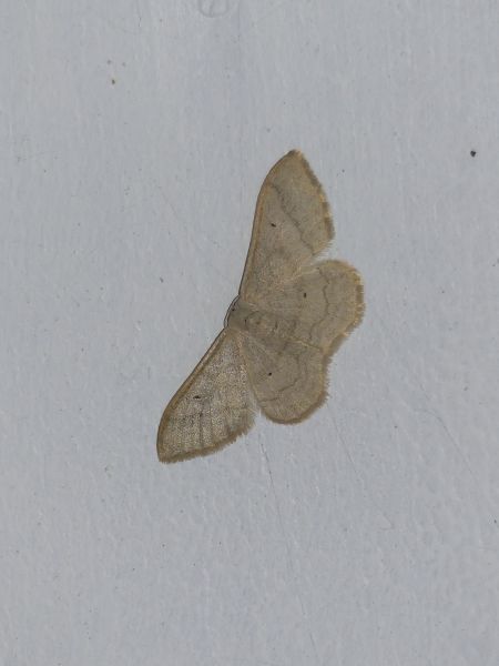 Idaea straminata 