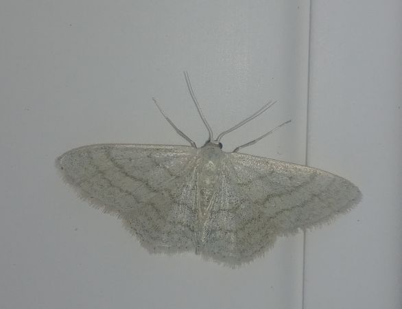 Idaea subsericeata 